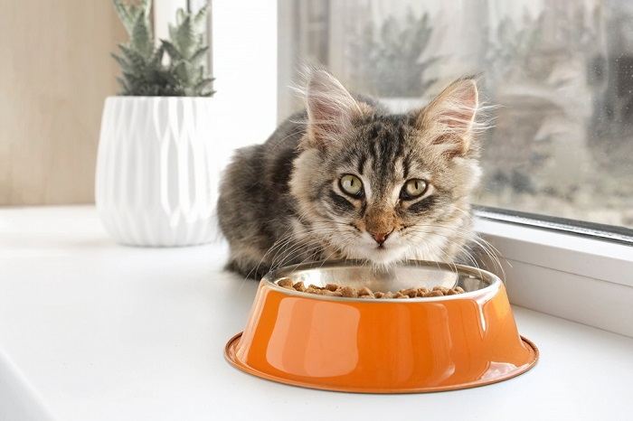Sõdalaste kasside nimed: Tabby Kitten, kes sööb oranžist kausist