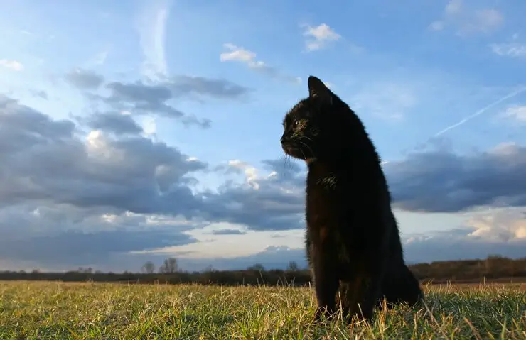 Unisex Black Kitten