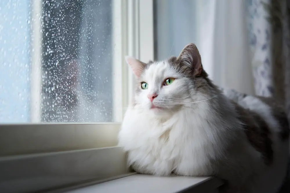 Sõdalaste kasside nimed: Valge kass istub kodus akna kõrval