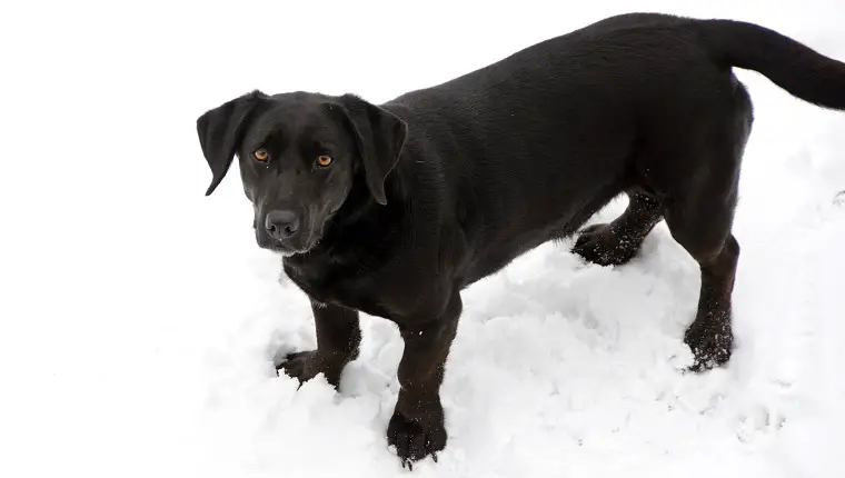 musta labradori retriiveri ja basseti segu seisab lumes ja vaatab kaamerasse
