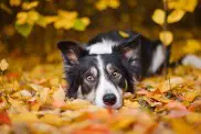 Bordercollie sügislehtedel pikali.