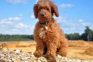 Labradoodle istub väljal vastu taevast