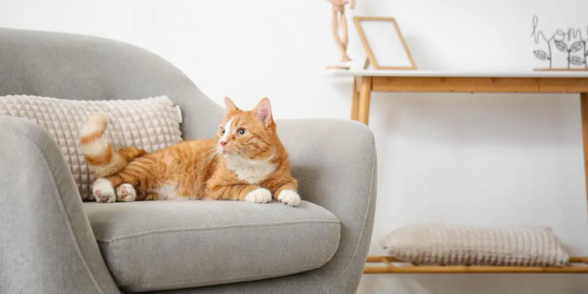 cat in sofa compressed