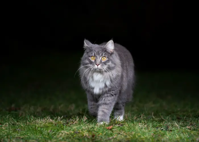 cat walking outside at night compressed