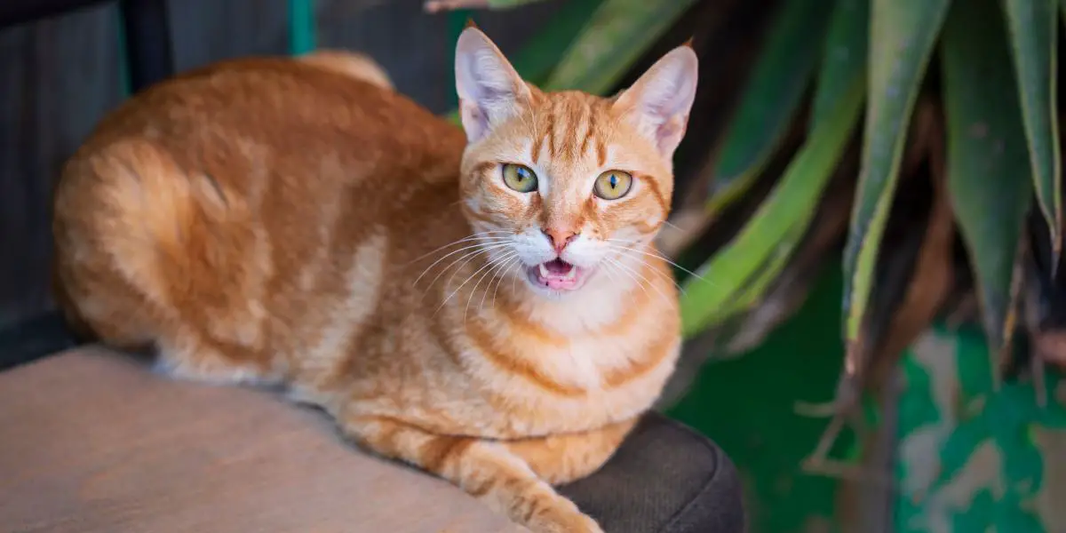 cat with allergy orange cat compressed