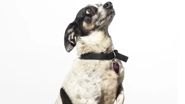 Külgvaade filmist "Ralphie", isane Beagle-Chihuahua segu valgel taustal.  Seda fotot kasutades toetate mittetulundusühingut Amanda Foundation, mis on pühendunud kodutute loomade abistamisele püsiva armastava kodu leidmisel.