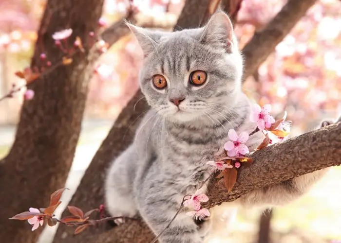 cute cat in tree compressed