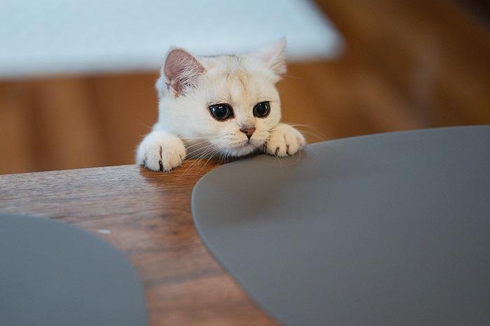 cute kitten looking compressed