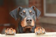 dober pinscher dog names e1578690889908