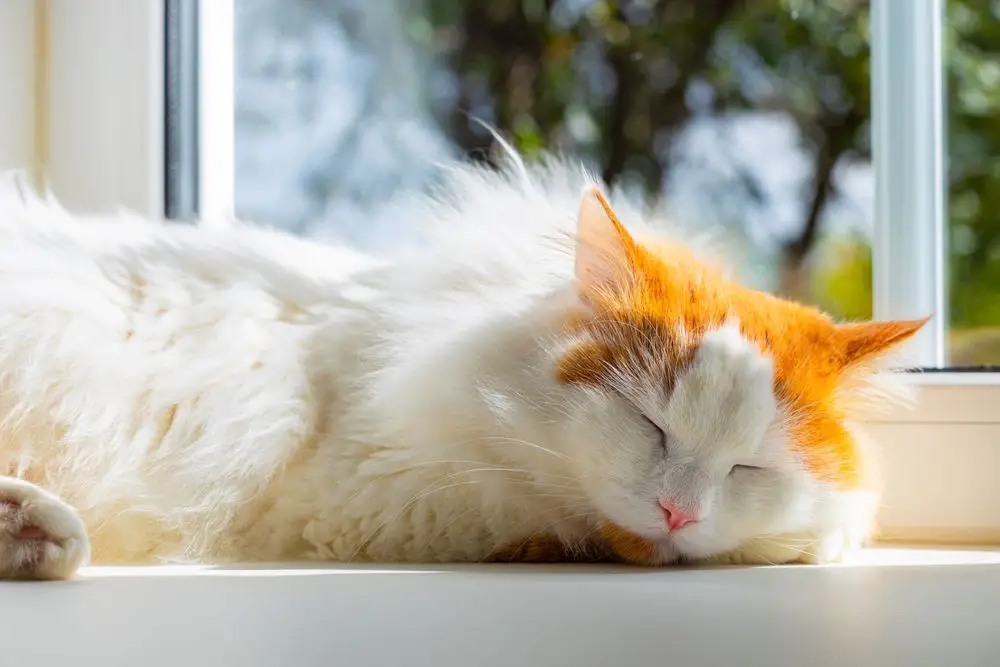 Sõdalaste kasside nimed: kodukass, kes magab rahulikult aknalaual, sukeldub rahulikusse unne, mida raamib loomulik valgus