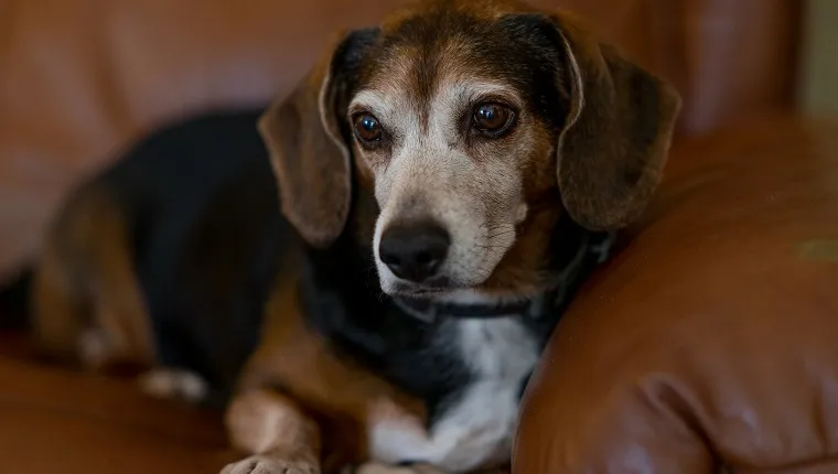 doxle dacshund beagle segu