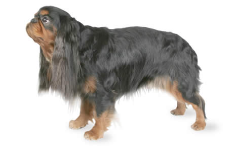 file 23106 english toy spaniel