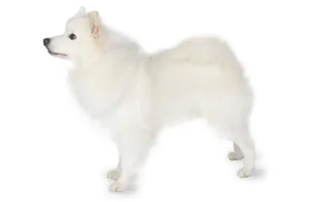 file 23134 american eskimo dog