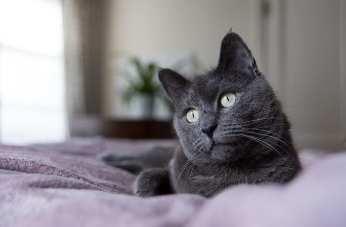 gray cat compressed