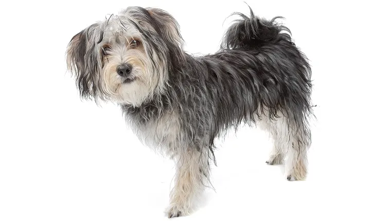 morkie mixed dog breed pictures cover