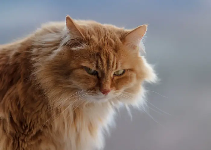 orange cat angry upset compressed