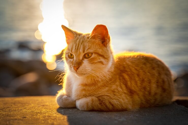 orange italian cat