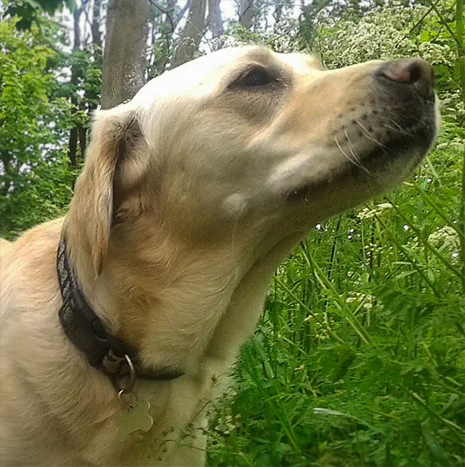 Goldadori koeratõu pilt