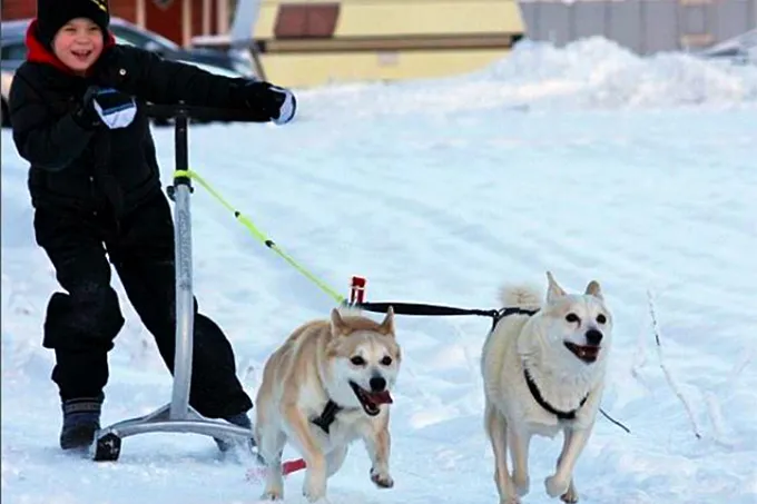 Norra Buhundi koeratõu pilt