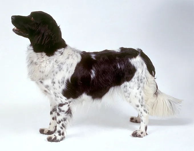 Stabyhouni koeratõu pilt
