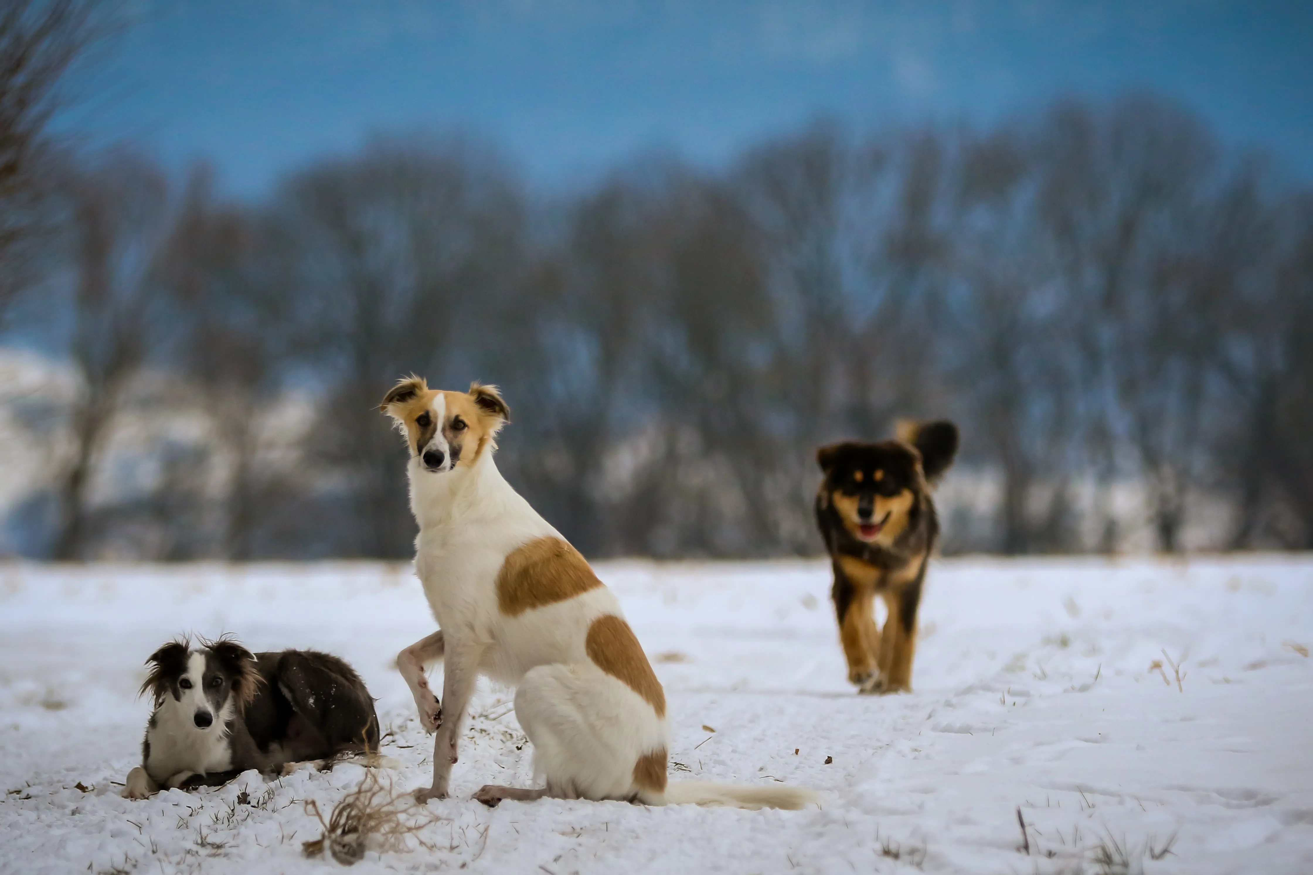 Silken Windhoundi koeratõu pildid