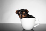 teacup yorkie puppy 3