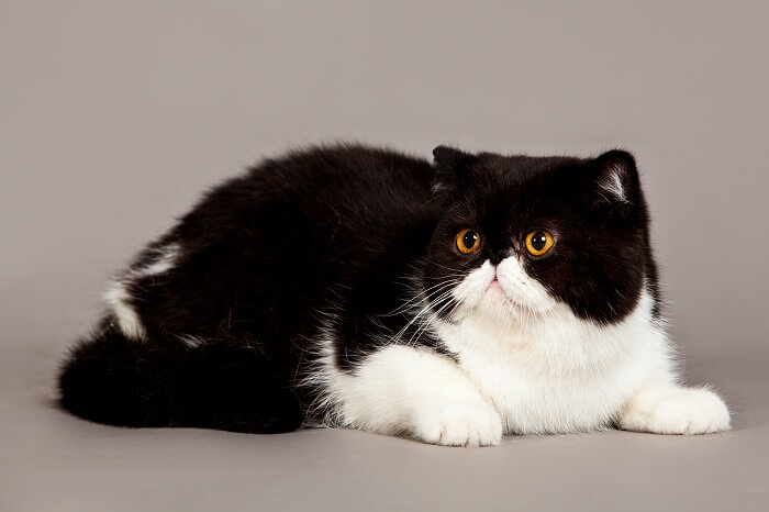 the Exotic Shorthair