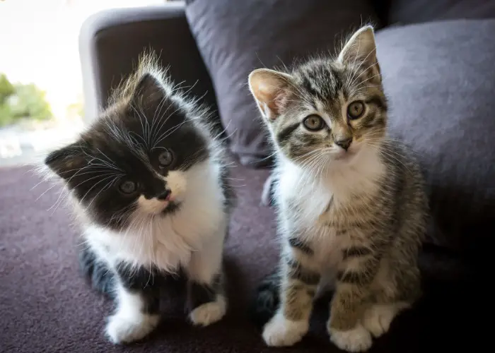 two cute kittens compressed