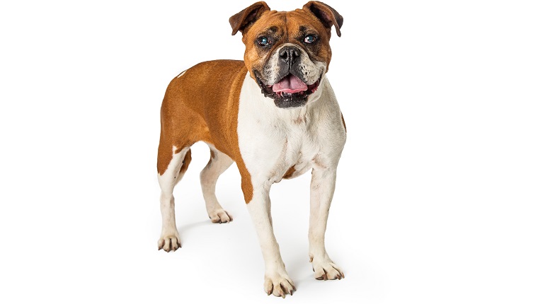 valley bulldog mixed dog breed pictures cover
