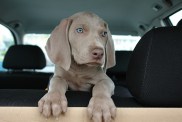 Weimaraneri kutsikas istub tagaistmel