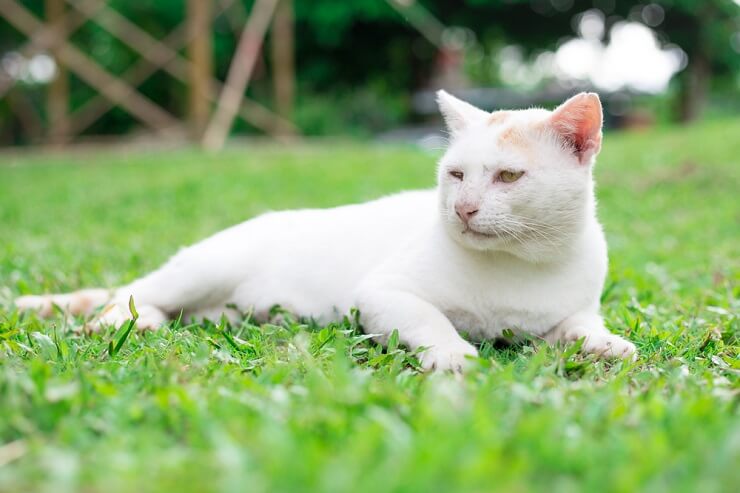 white italian cat