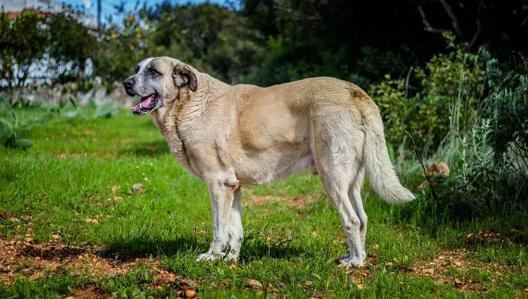 1708013412 Rafeiro do Alentejo dog breed pictures cover