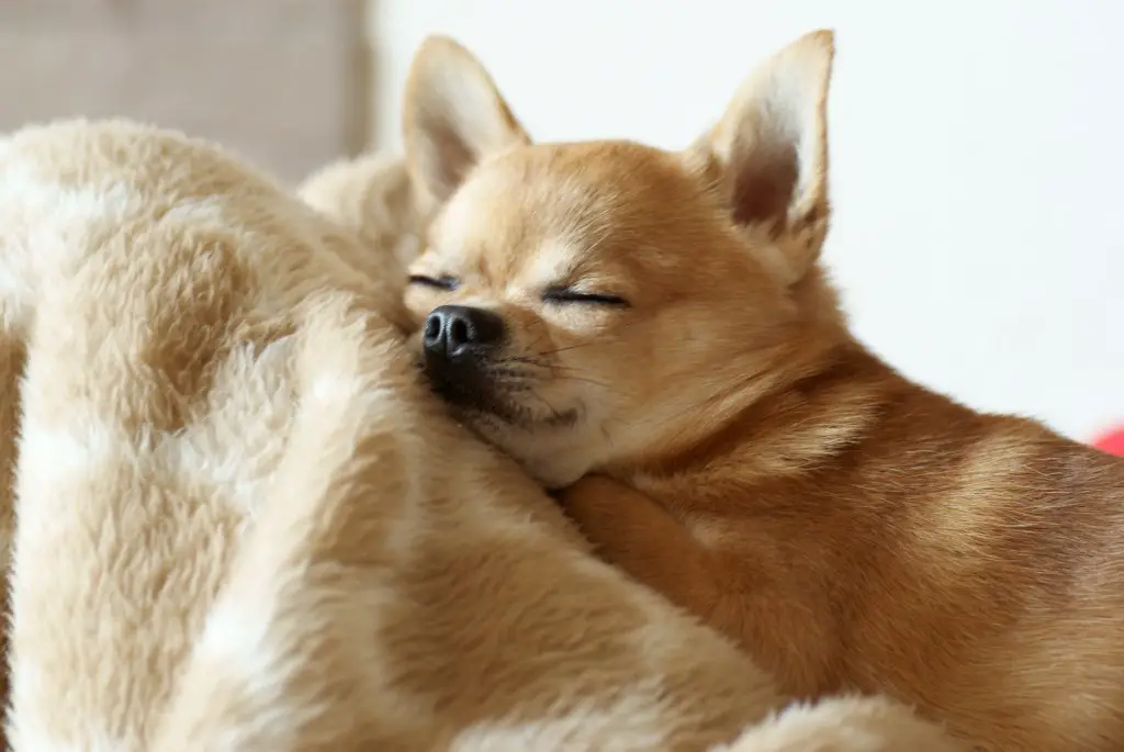 Chihuahua kutsikas magab
