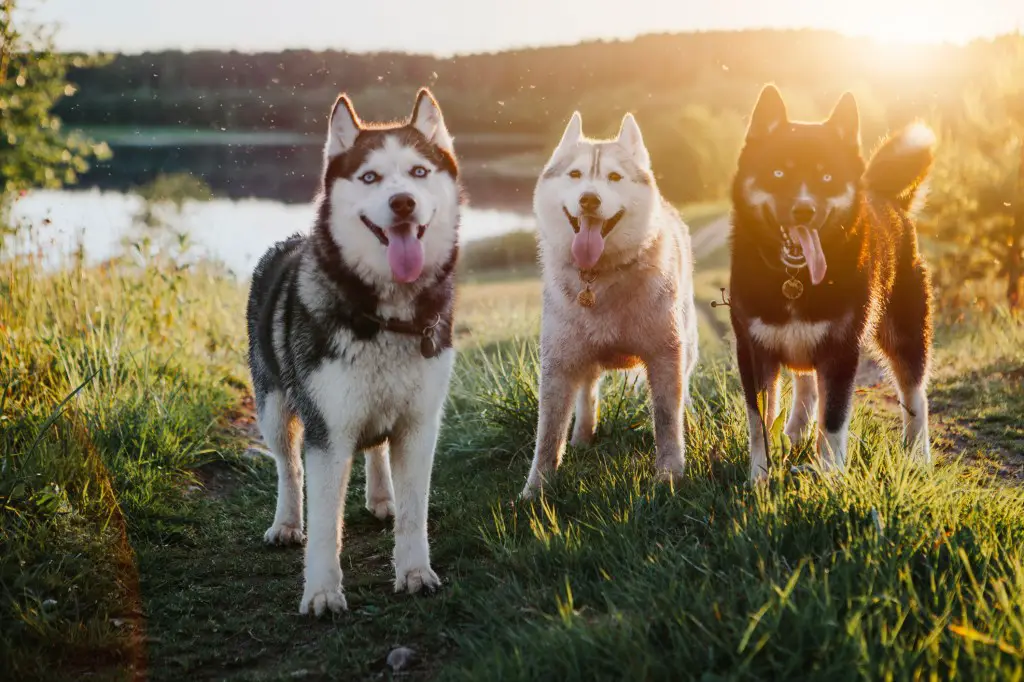 Kolm koera Siberi husky looduses