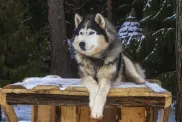 Alaska malamuut koer, kes näeb välja nagu hunt, kes istub õues puidust laual