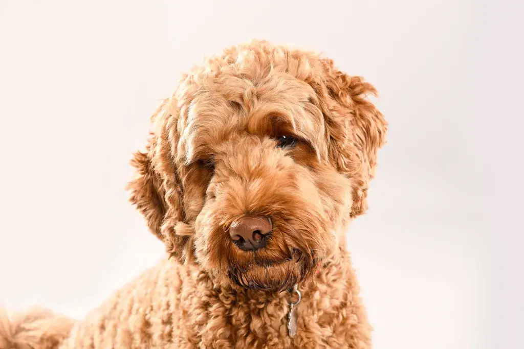 Stuudioportree kuldsest doodle-koerast, kes vaatab kaamerasse.