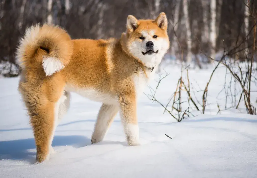 Akita Inu koer seisab Kamtšatka lumises metsas