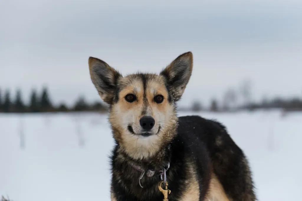 Põhja-kelgukoera Alaska Husky portree