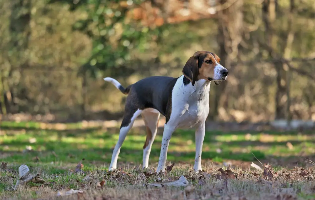 Treeing Walker Coonhound seisab tagaaias