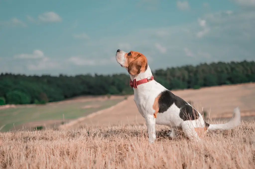 Treeing Walker Coonhound, kes kannab kikilipsu, seisab põllul