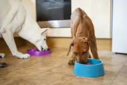 väike koer ja suur koer söövad koeratoitu eraldi kaussidest