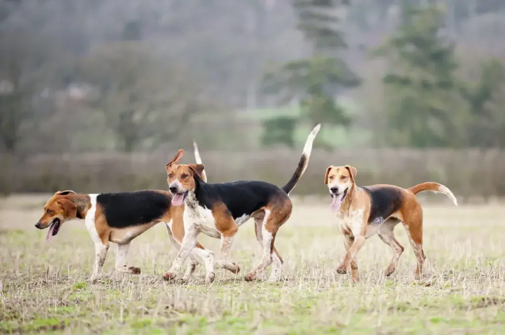 Inglise foxhounds Briti maal