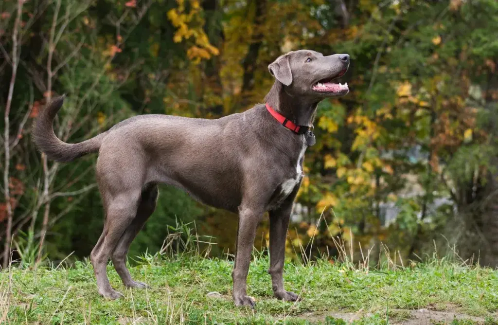 Texase osariigi koer Blue Lacy seisab tähelepanelikult vastu sügisest lehestikku.