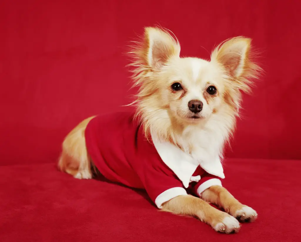 Pikakarvaline Chihuahua istub punasel taustal