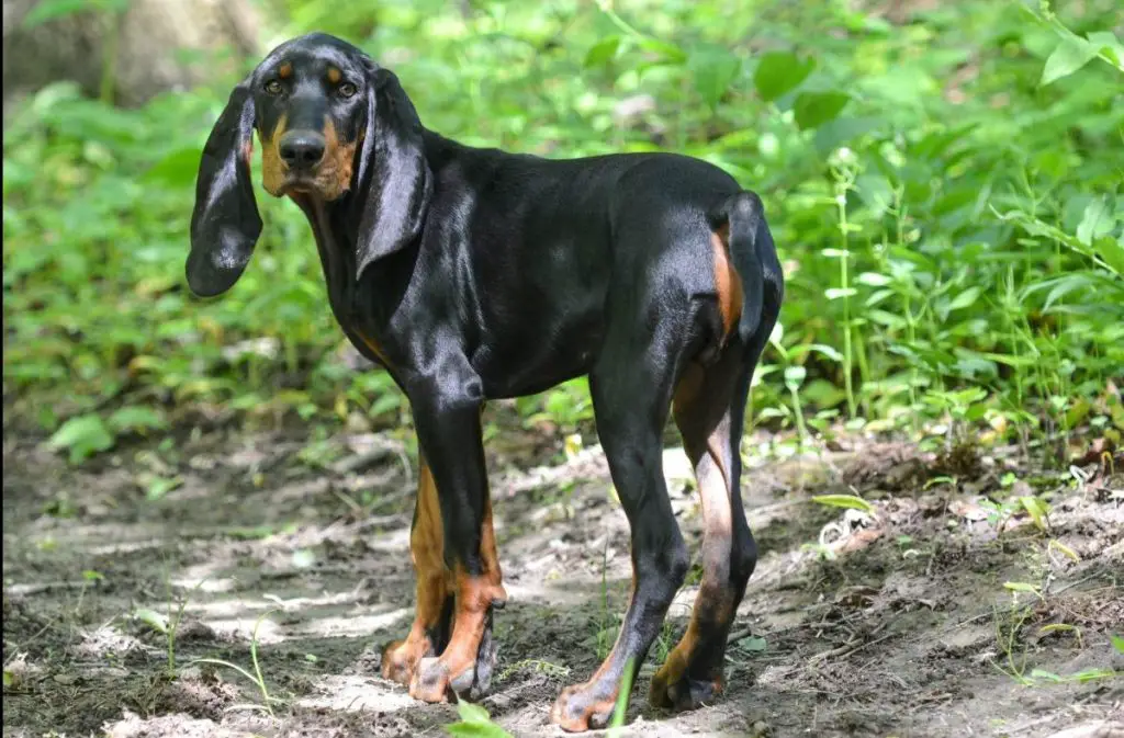 must ja kollakaspruun coonhound jäljel