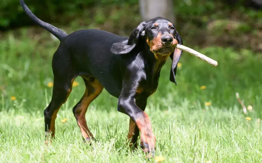 must ja kollakaspruun coonhound mängib tooma