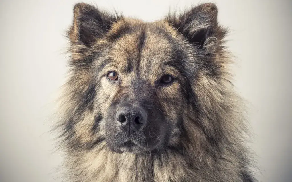 Euraasia koera portree