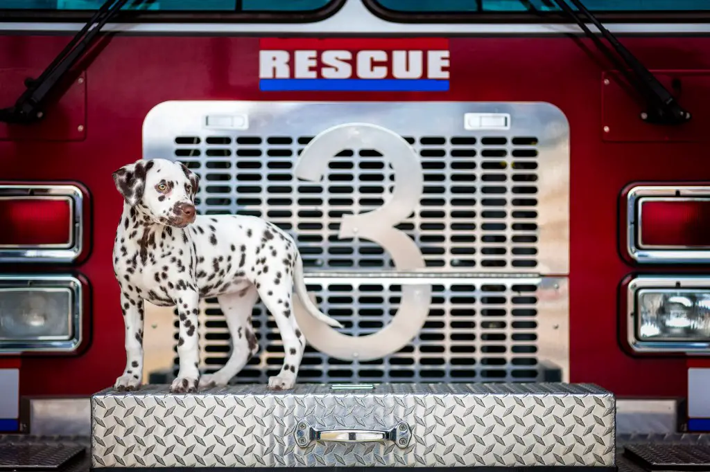Dalmaatsia koer tuletõrjeautol