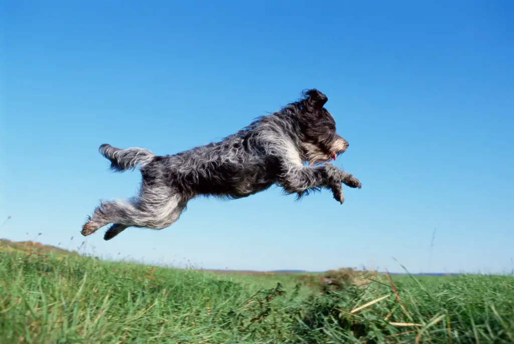 Schapendoes koer hüppab põllu kohal õhku. 