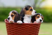 kolm armsat Beagle'i kutsikat korvis
